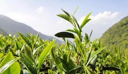 茶叶田园综合体建设中茶文化的弘扬与传承