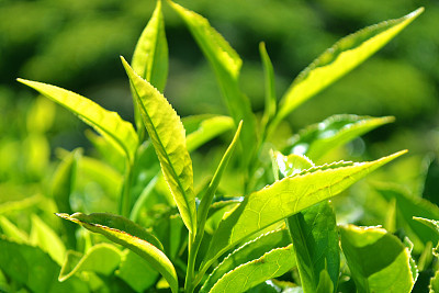 茶叶的魅力 从传统饮品到现代生活的健康伴侣