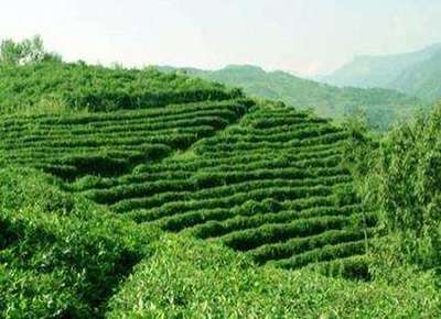 安康紫阳茶叶传世之谜 硒谷明珠，千年茶香