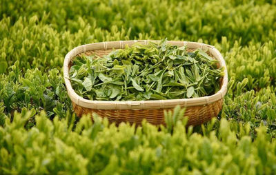 发酵程度 解读中国六大茶类的独特魅力