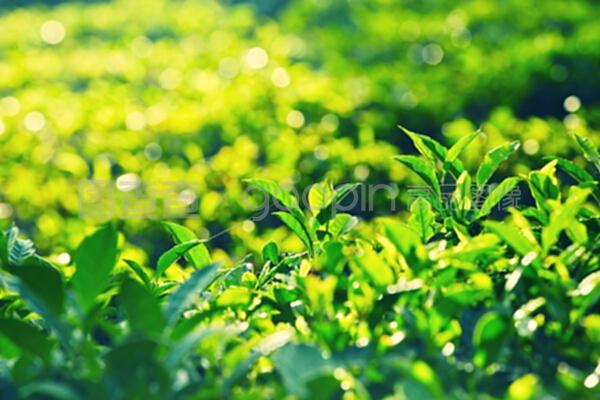 茶的魅力 从古老传统到现代生活