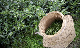 祥好韵茶叶产品特色及加盟店优势解析